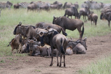 Great Migration Wildebeest Serengeti, Tanzania, Africa