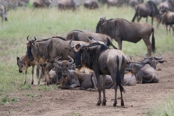 Naklejka na ściany i meble Great Migration Wildebeest Serengeti, Tanzania, Africa