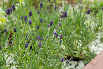 Flowering young coniferous trees in the spring in the forest. Selective focus