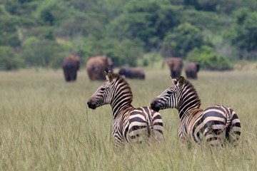 Fototapeta na wymiar Zebras together with african elephants, Savannah, Africa