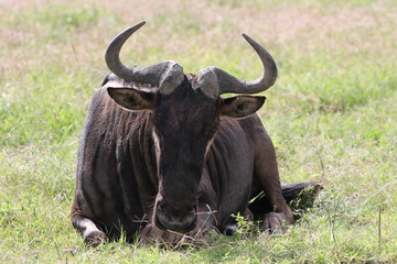 Portrait Wildebeest alone. Serengeti, Tanzania 