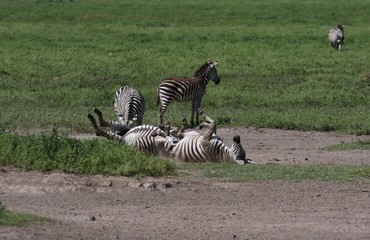 Zebras, Sergengeti, Great Migration, Africa