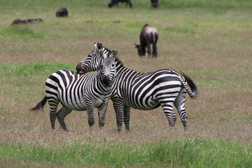 Zebras, Sergengeti, Great Migration, Africa