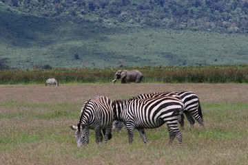 Fototapeta na wymiar Zebras and african Elephant, Ngorongoro Crater, Tanzania