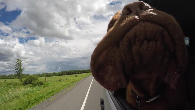 dog gets really close to camera 4k gopro car ride