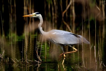 Heron fishing 