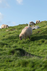 Sheep eating grass on a hilly farm field in springtime, baby lambs on the background