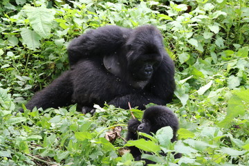 Moutain Gorilla, Democratic Republic of Congo, Africa