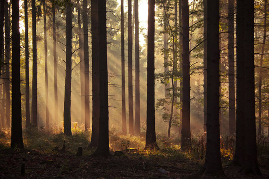 Trought the trees