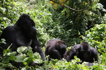 Mountain Gorilla Family, Democratic Republic of Congo, Africa