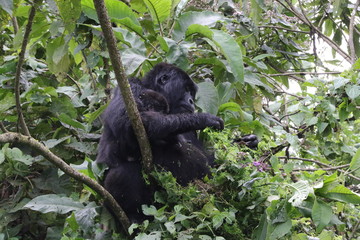 Mountain Gorilla, pregnant Moutain Gorilla in the forest. Democratic Republic of Congo, Africa