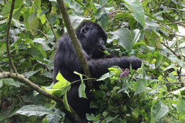 Mountain Gorilla, pregnant Moutain Gorilla in the forest. Democratic Republic of Congo, Africa