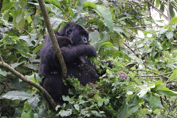 Mountain Gorilla, pregnant Moutain Gorilla in the forest. Democratic Republic of Congo, Africa