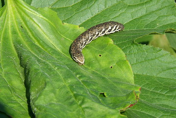 Caterpillar butterfly small oleander hawk.