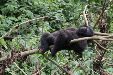 Mountain Gorilla, Baby plays in the trees, Democratic Republic of Congo, Africa