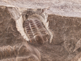 Fossil of a trilobites (Ellipsocephalus hoffi) from the Cambrian of Czech Republic