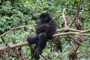 Mountain Gorilla, Baby plays in the trees, Democratic Republic of Congo, Africa