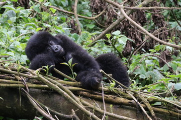 Mountain Gorilla, Baby plays in the trees, Democratic Republic of Congo, Africa