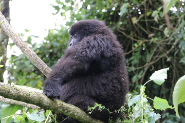 Mountain Gorilla, pregnant Moutain Gorilla in the forest. Democratic Republic of Congo, Africa