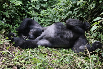 Mountain Gorilla, Silverback out of the forest. Democratic Republic of Congo, Africa