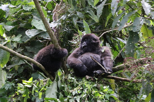 Mountain Gorilla, pregant Mountain Gorilla with young Boy, Democratic Republic of Congo, Africa