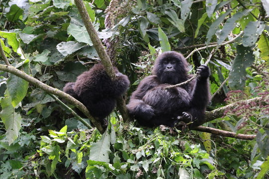 Mountain Gorilla, pregant Mountain Gorilla with young Boy, Democratic Republic of Congo, Africa