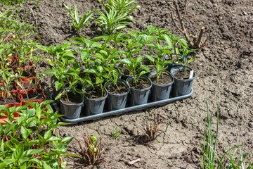 Young green seedlings plants growing in compost trays on a country site