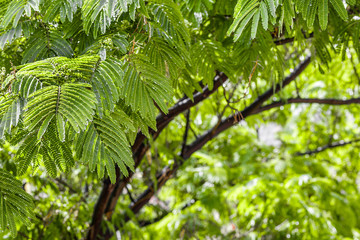 Natural green background. South acacia tree after rain in the resort in the journey
