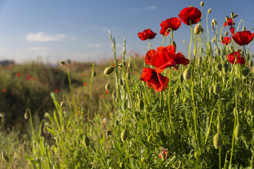 Obraz premium Grupa czerwień kwitnął maczki i makowego pola tło w słonecznym dniu na Ukraina