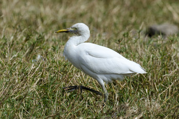 Héron garde boeufs,.Bubulcus ibis, Western Cattle Egret