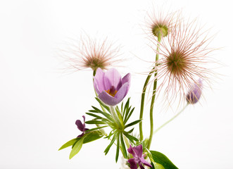 Festive spring pink and purple flowers pulsatilla composition on white background. Copy space. Birthday, Mother's, Valentines, Women's, Wedding Day concept