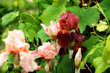 Beautiful irises in the garden. Flowers close-up