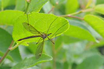 large mosquito on a close-up sheet