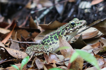 Rain forest frog