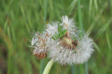 green grasshopper on dandelion close-up