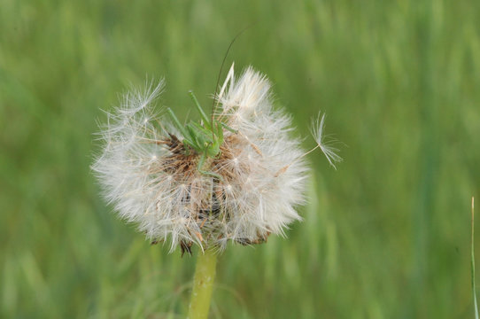 green grasshopper on dandelion close-up
