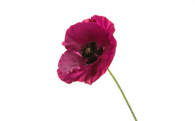 beautiful poppy isolated