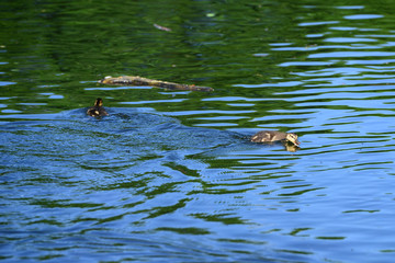 Wild geese in natural habitat, Germany