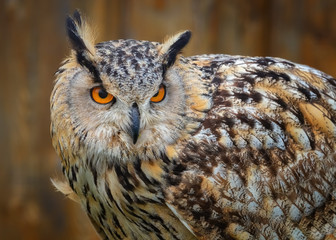 Portrait eines Europäischen Uhus