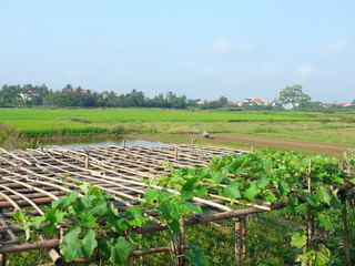 Melon vines on bamboo pergola and beautiful landscape with houses and farmer working in the field...
