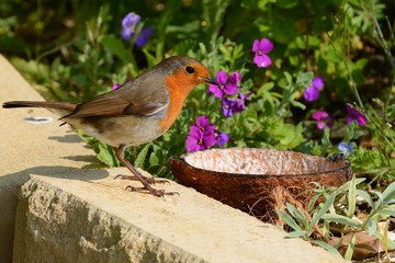 robin redbreast, erithacus rubecula, waiting for the food dish to be filled.