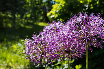 Giant Onion Allium Giganteum blooming.Few balls of blossoming Allium flowers