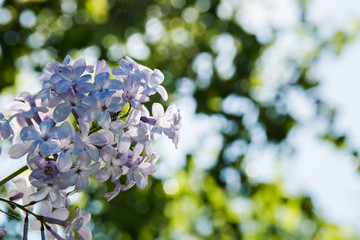 lilac branch on green background