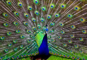 Obraz premium Peacock