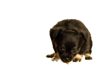 Fototapeta premium Cute little chihuahua puppy isolated in white background eating
