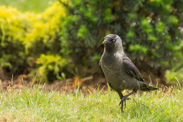 A Jackdaw Marching Like a Little Soldier