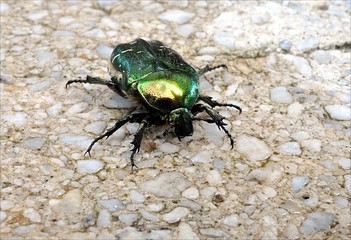 small green beetle
