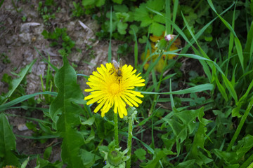 A bee pollinates a yellow dandelion