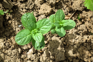 Green leaves of young mint
