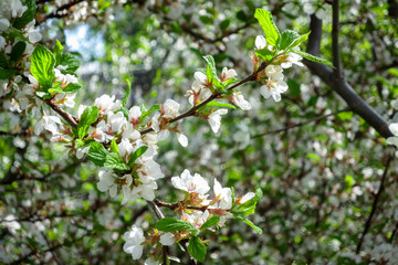 felt сherry blossom spring background